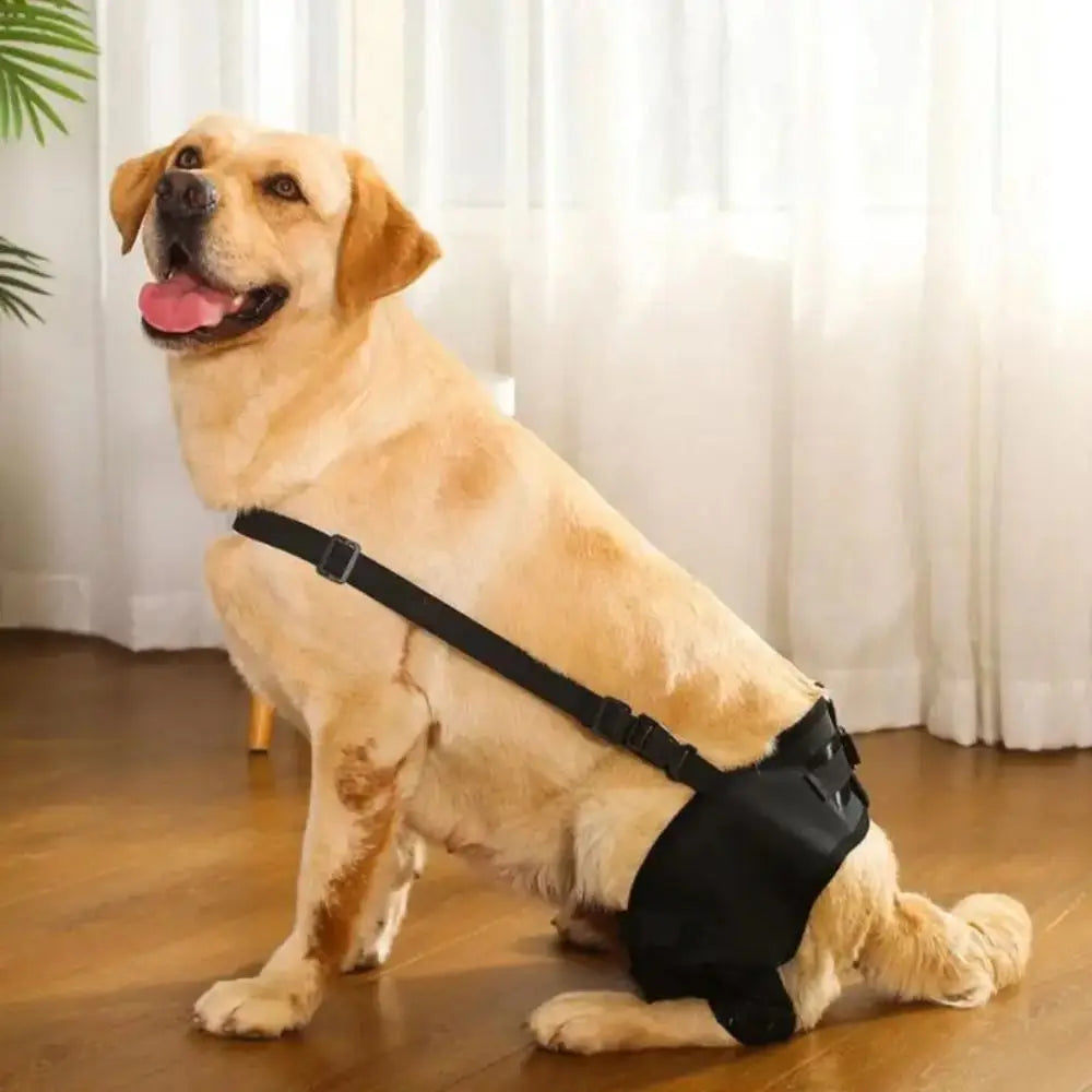 Dog Leg Support Brace – Knee & Hip Joint Protection, Injury Recovery & Ligament Support
